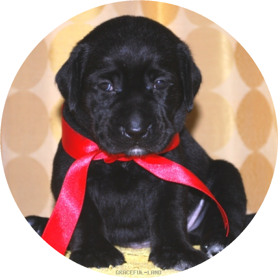 女の子(赤色リボン母エメラルド)(A child of マナスル & ) 女の子(赤色リボン母エメラルド)